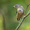 Pardalot teckovany - Pardalotus punctatus - Spotted Pardalote o5455